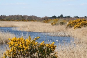 Turraun-Wetland-4 