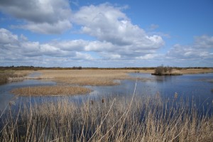 Turraun-Wetland-5 