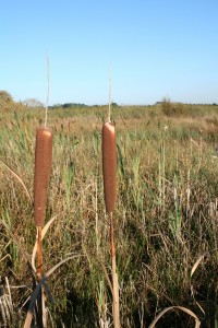 BULRUSH