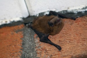 Bat