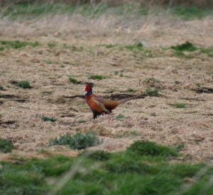 Cock pheasant looking good 750