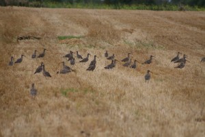 Curlew