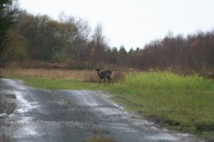 Fallow-deer-2010