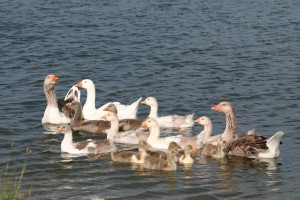 Farmyard-Geese-at-Finnamore-Lake