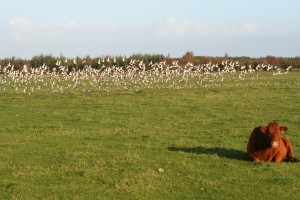 Golden-plover-on-grassland