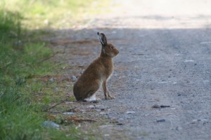 Hare-2010