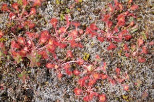 SUNDEWS