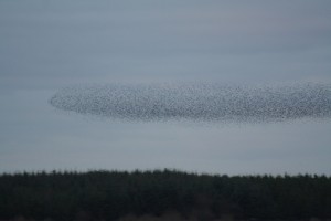 Starlings