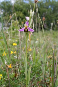 bee-orchid