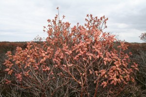 bog-myrtle