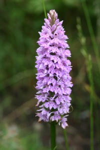 common-spotted-orchid