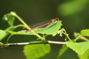 damselfly