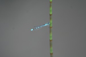 damselfly2