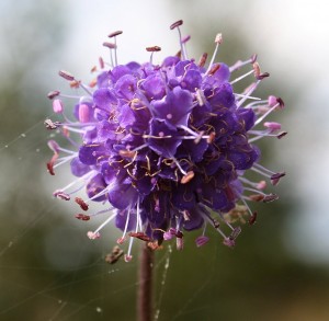 devils-bit-scabious