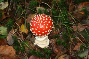 fly-agaric-mushroom