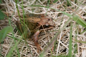 frog-2010