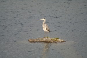 grey-heron