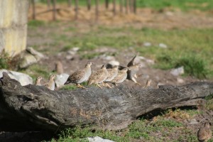 grey-partridge-on-black-oak