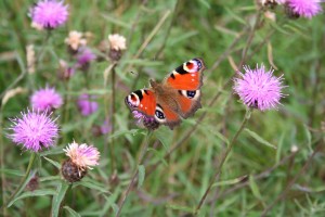 peacock-butterfly