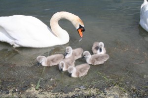 swan-and-cygnets