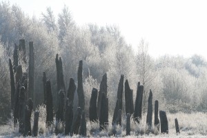 Bog-Road-Frost